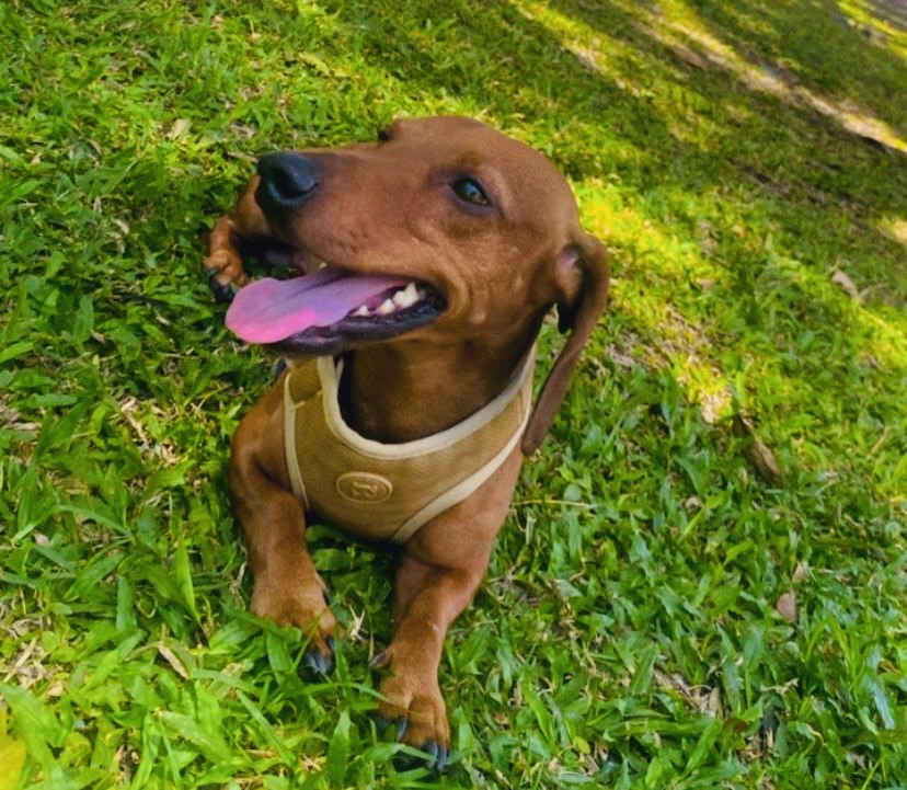Kaiser